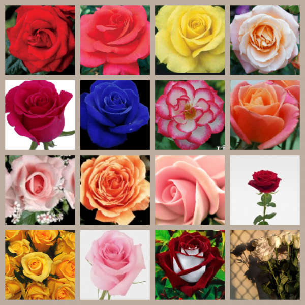 2048 Roses